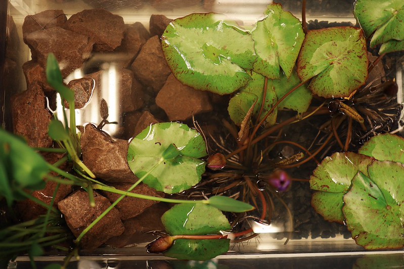 Sanepar é destaque em wetlands