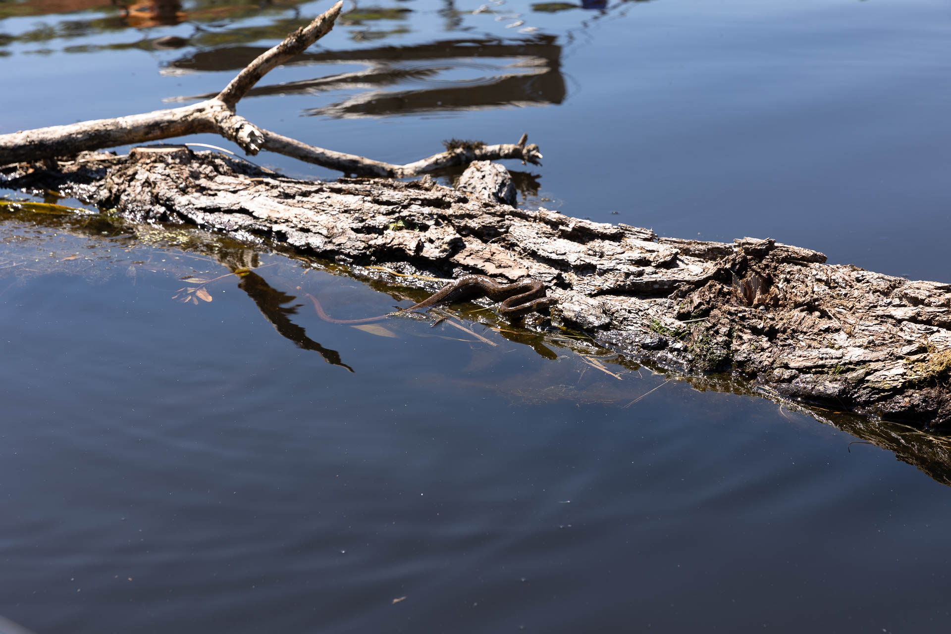 Total de resgates diários triplicou após o início do enchimento na comparação com a fase de preparação do reservatório 