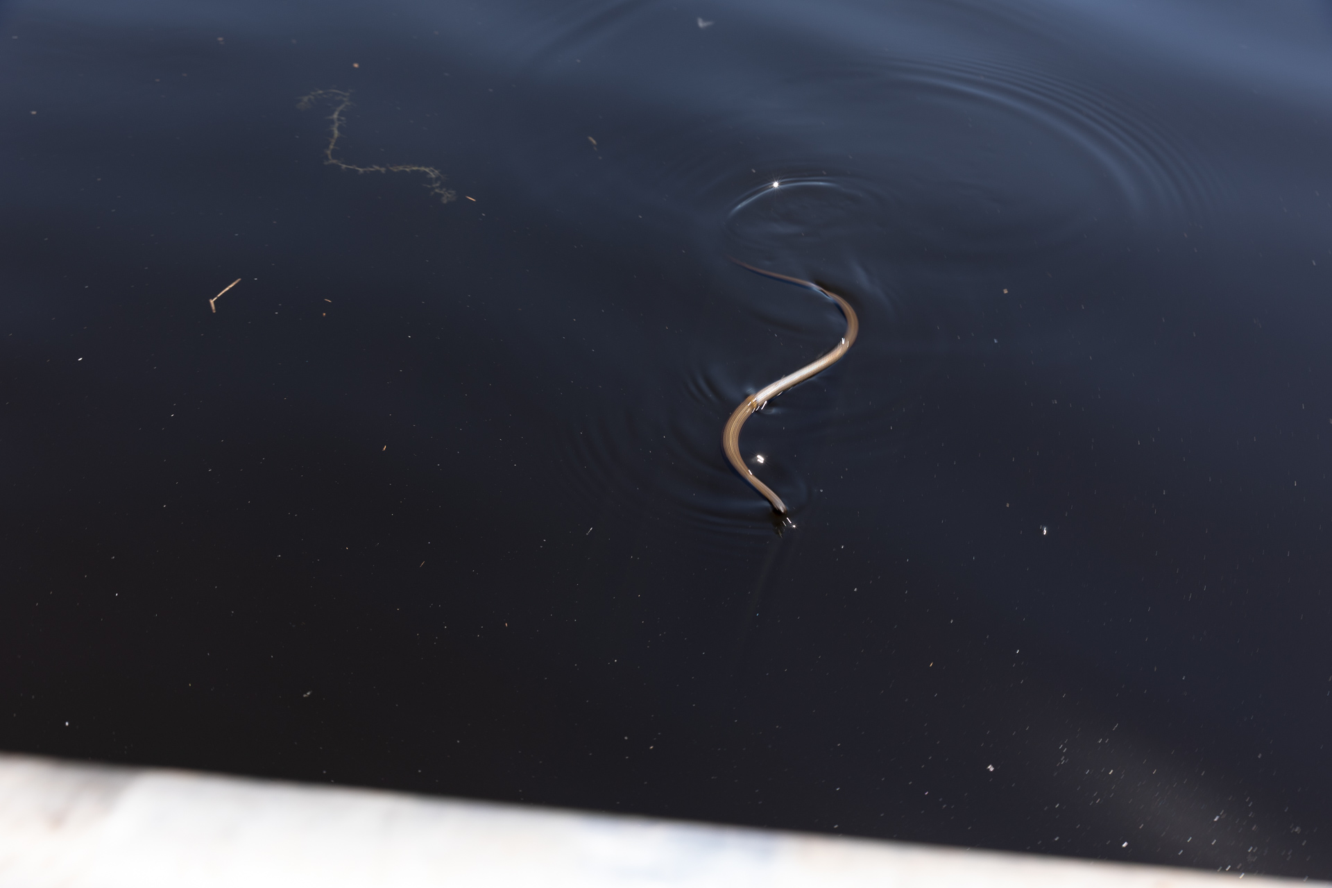 90% dos animais resgatados com os barcos são do grupo de hepertofauna, composto por anfíbios e répteis