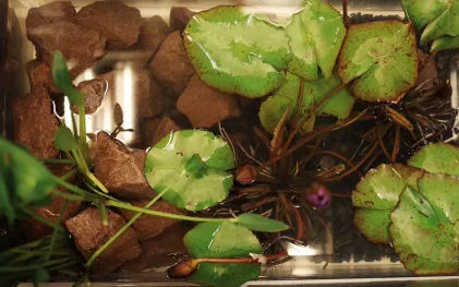 Sanepar é destaque em wetlands