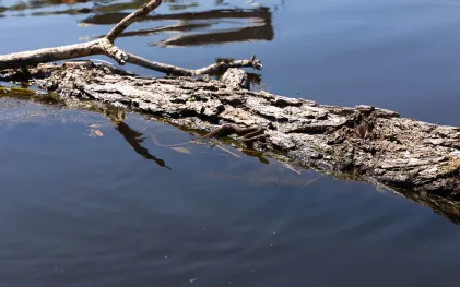 Total de resgates diários triplicou após o início do enchimento na comparação com a fase de preparação do reservatório 