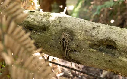 Quando a colmeia fica no interior do tronco, toda a estrutura é encaminhada para o centro de triagem 