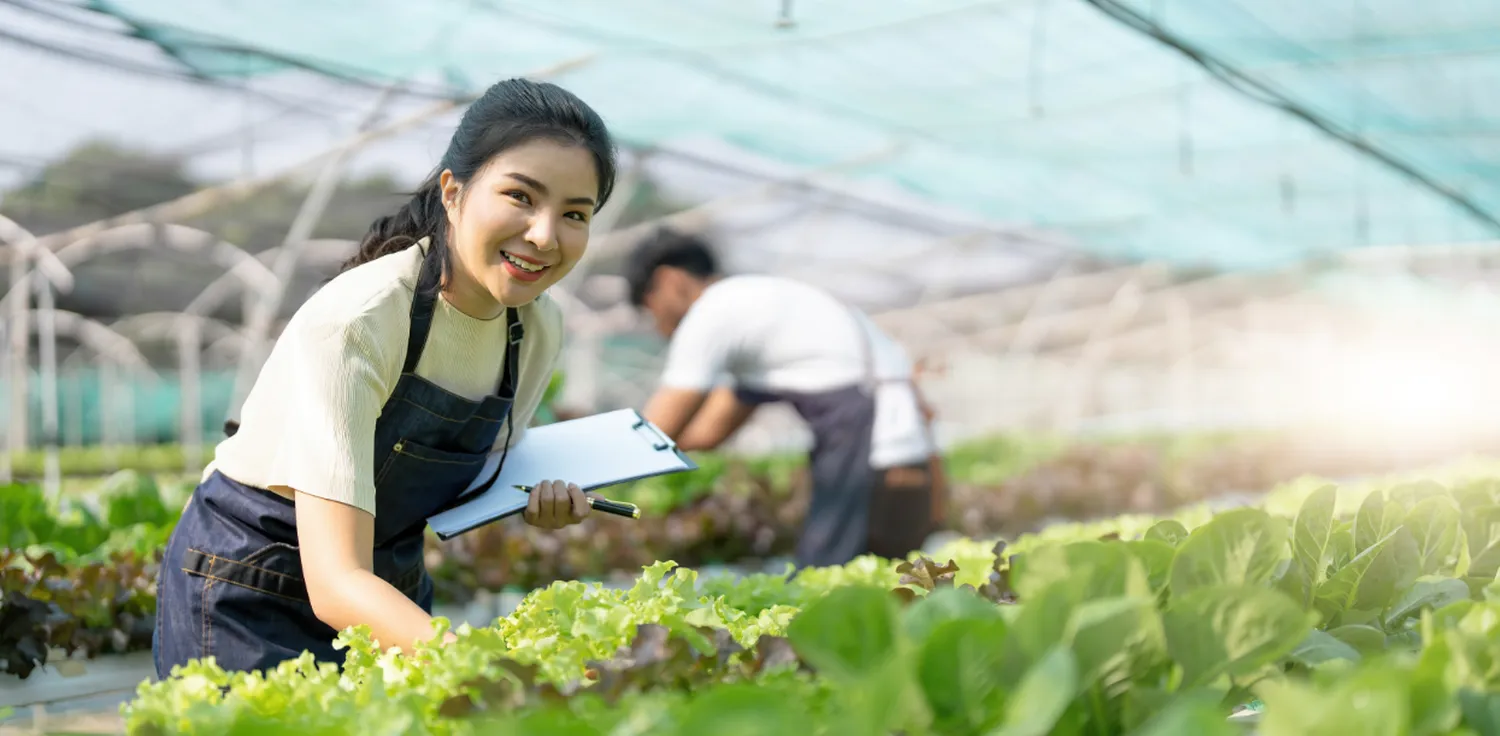 mulher verificando plantação de alface em uma estufa